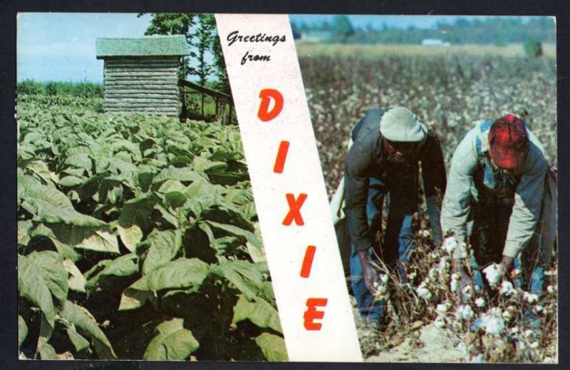 South Carolina DIXIE SpiltView Cotton Field Cotton Pickers Greetings From pm1961