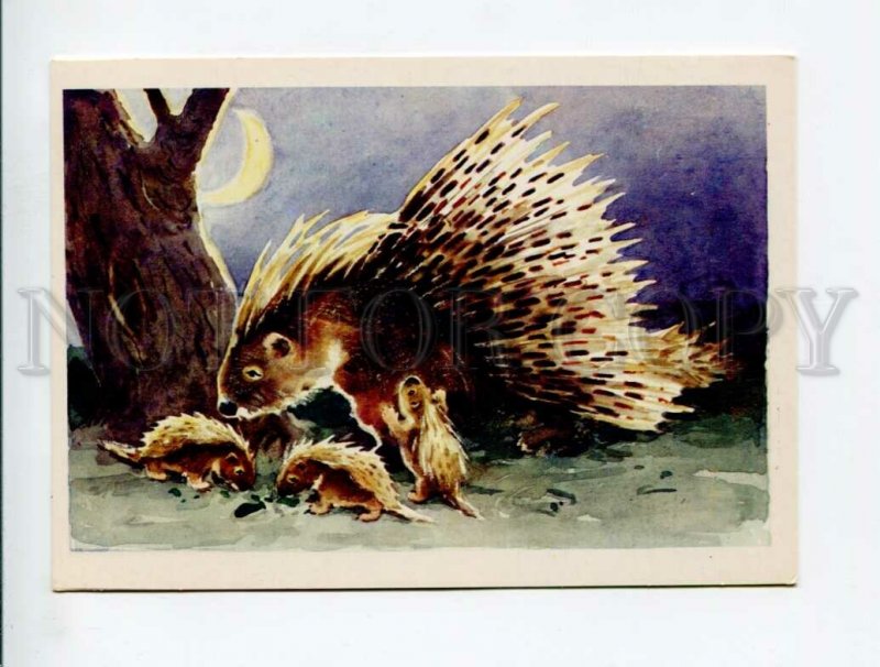 3007190 Family of PORCUPINE Old Russian Color PC