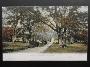 Hampshire NEW FOREST Road to MINSTEAD c1906 by F.G.O. Stuart 798