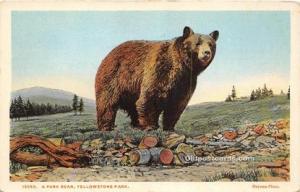 Yellowstone Park, Wyoming, USA Bear Postcard