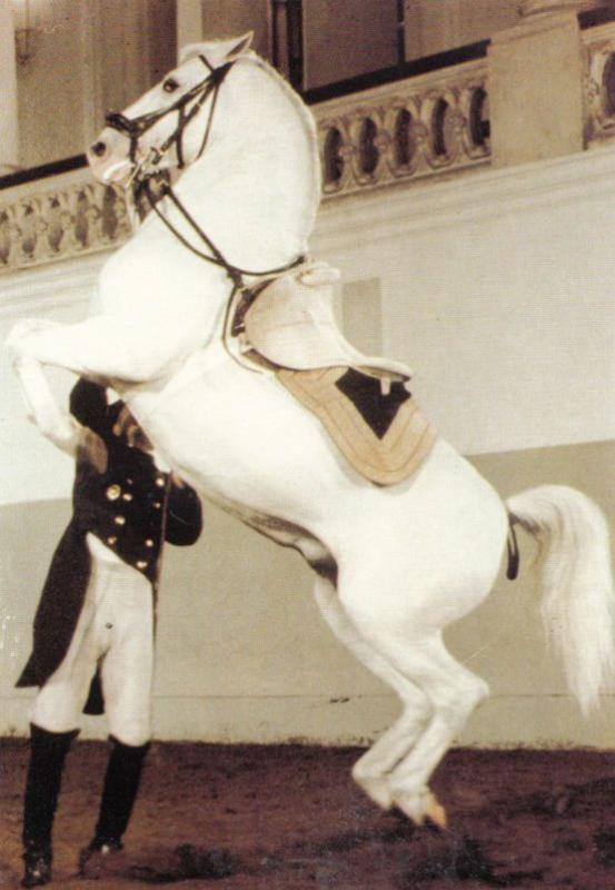 Courbette On The Short Hand Rein Spanish Riding School Of Vienna Postcard