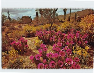 Postcard Spring in the Heart of Desertland