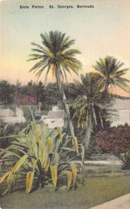 Date Palms, St. Georges, Bermuda, Early Hand Colored Postcard, Unused