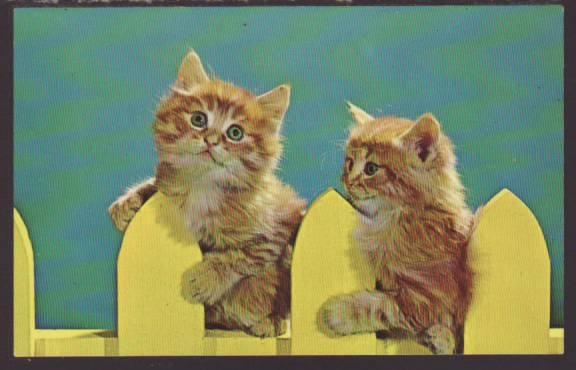 Kittens on a Fence Postcard 