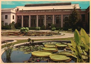 Postcard Longwood Gardens Large Leaved Waterlilies Kennett Square Pennsylvania