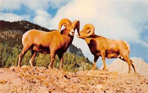 Rocky mountain Sheep  