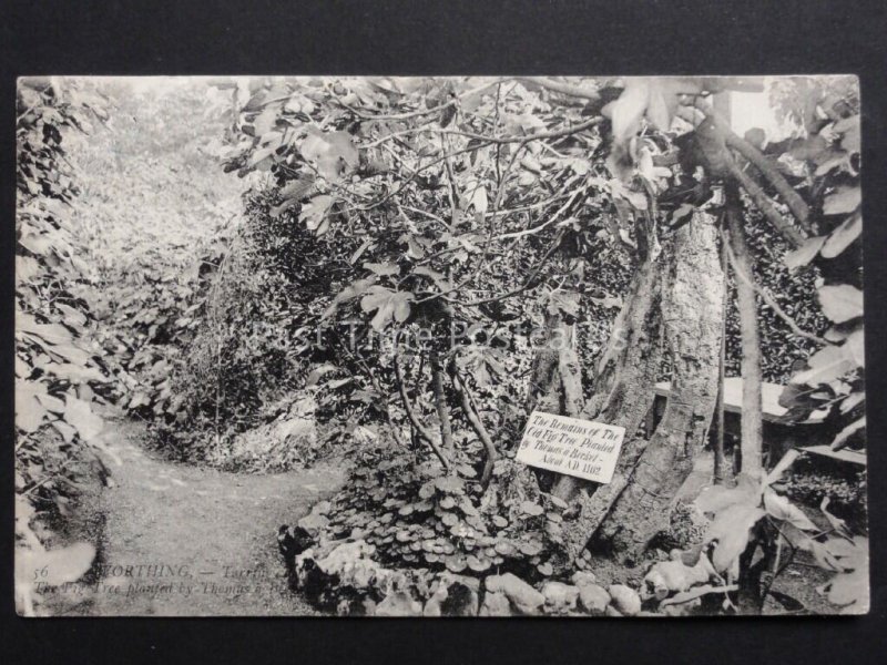 Sussex: WORTHING Remains of The Fig Tree Planted by Thomas A.Becket c1908 LL.56