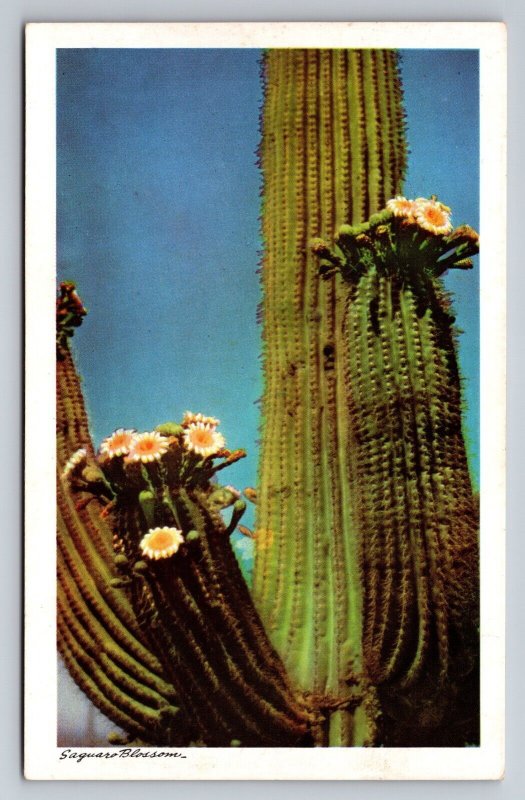 Saguaro In Blossom State Flower Of Arizona Vintage Unposted Linen Postcard