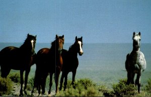 Nevada Wild Horses Of The Nevada Desert