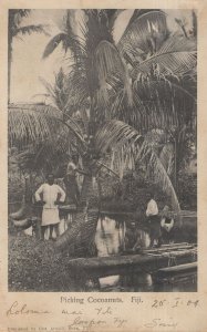 Fiji Native Fijian Picking River Coconuts Antique Postcard