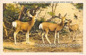 Western North Carolina, USA Wild Deer, Pisgah National Forest Unused 