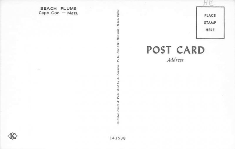 Beach Plums Cape Cod, Massachusetts, USA Fruit Unused 