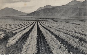 DOLE pineapple Field , Hawaii , 1930s