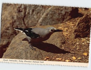 Postcard Clark's Nutcracker, Rocky Mountain National Park, Colorado