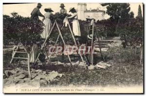 Old Postcard picking flowers & # 39orangers Cote d & # 39Azur