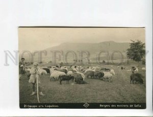 3173307 BULGARIA SOFIA sheepherds Vintage real photo postcard