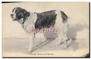 Old Postcard Dogs Dog St Bernard