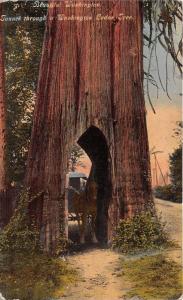 Washington~Horse Carriage in Tunnel of Large Cedar Tree~c1910 Neyhart Postcard