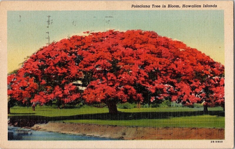 Poinciana Tree Boom Hawaiian Islands Hawaii Vintage LInen Postcard WOB Cancel 1c 