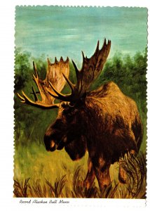 Record Alaskan Bull Moose,