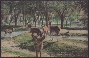 Deer in Park,Alamordo,NM Postcard