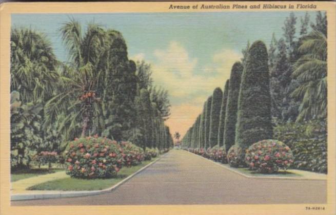 Florida Avenue Of Australian Pine Trees and Hibiscus Curteich