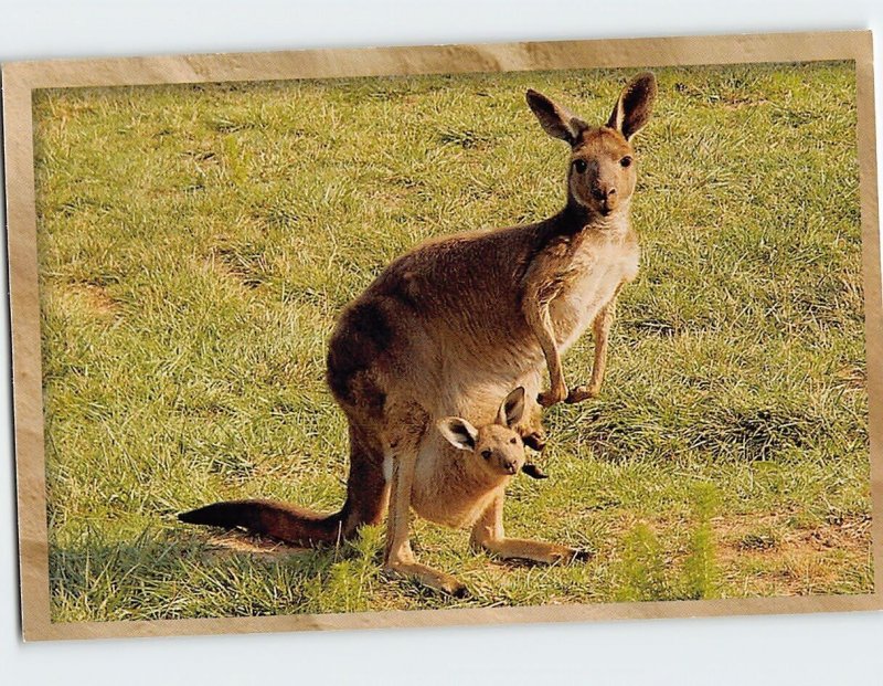 Postcard Kangaroo with Baby Joey in Pouch Kangaroo Conservation Center Georgia