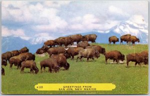 San Jon New Mexico, Greetings, Buffalo Herd, Largest Hand Dug, Vintage Postcard