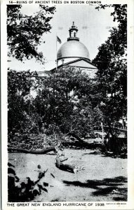 Postcard MA Boston New England Hurricane Ancient Trees on Boston Common 1940 A17