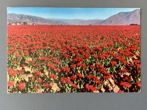 Largest Poinsettia Field In The World San Diego CA Chrome Postcard A1161090608