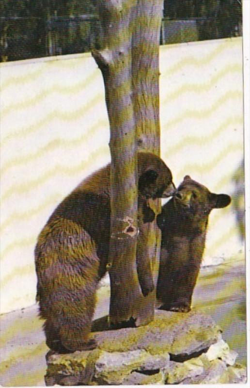 Missouri St Louis Black Bear Cubs St Louis Zoo