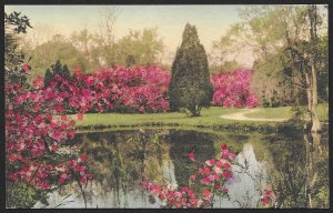Magnolia Gardens Charleston South Carolina Unused c1910s