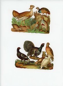 1880's Lot Of 4 Wild Game Birds Die Cut Victorian Scrap X292