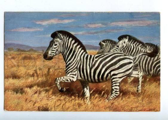 160628 HUNT ZEBRA in Savannah Vintage Colorful PC