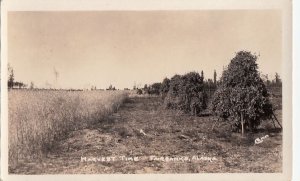 Postcard RPPC Harvest Time Fairbanks Alaska AK