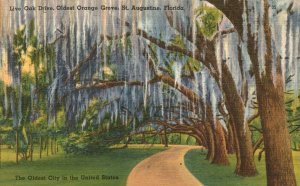 Vintage Postcard 1930's Live Oak Drive Oldest Orange Grove St. Augustine Florida