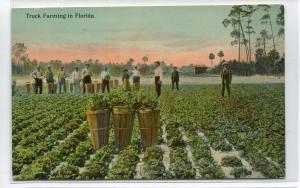 Truck Farming Field Harvest in Florida 1910c postcard