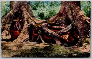 Redwood Highway California 1950s Postcard The Octopus Treet