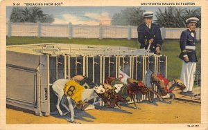 Breaking from Box, Greyhound Racing in FL, USA Dog Racing, Florida  