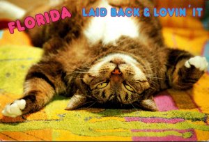 Florida Humour Cat Laid Back and Lovin' It