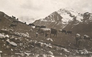 Cows herd Alps high pastures photo postcard Switzerland