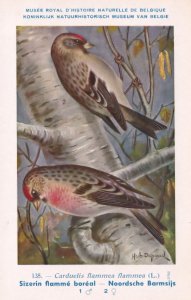 The Common Redpoll Carduelis Flammea WW2 Bird Vintage Rare Postcard