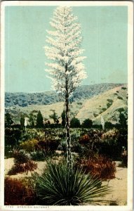 Desert Foliage, Spanish Bayonet AZ Vintage Postcard B65