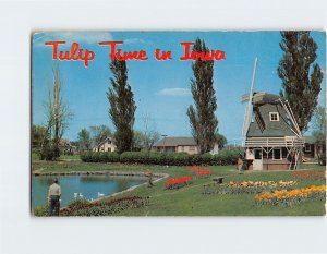 Postcard Tulip Time in Iowa USA