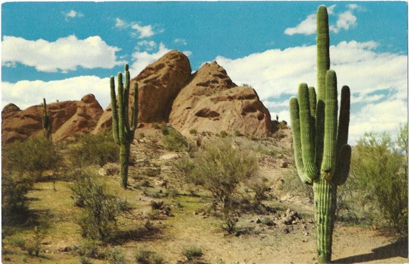 Arizona Desert Beauty Saguaro Giant Cactus