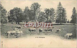 Old Postcard Mountains Cows