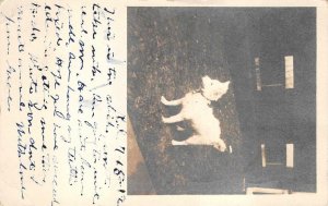 RPPC $30.00 DOLLAR DOG REAL PHOTO 2c LETTER RATE NO POSTAGE DUE POSTCARD 1912