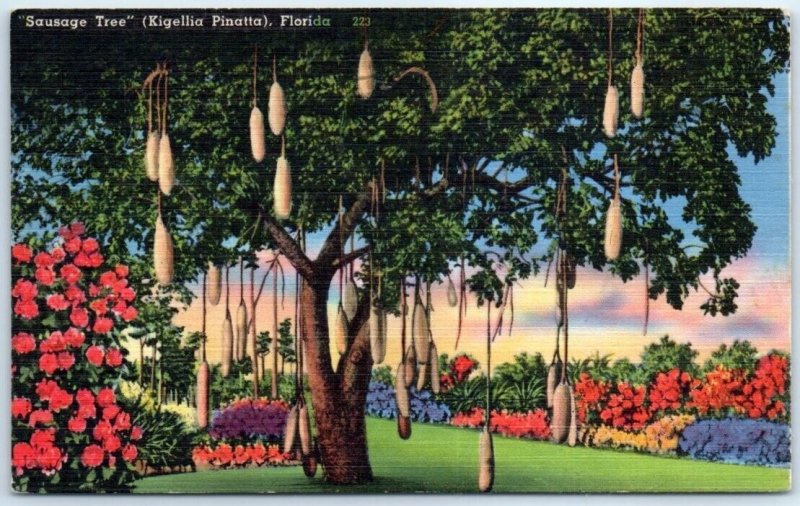 Sausage Tree (Kigellia Pinatta), Native Of Africa, Old Cutler Road - Florida