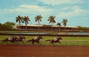 FL - Miami. Hialeah Race Course, Horse Racing