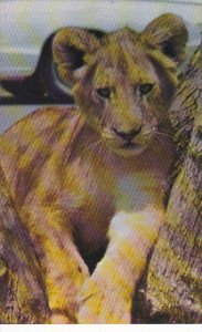 Young Male Lion North Carolina Zoological Park